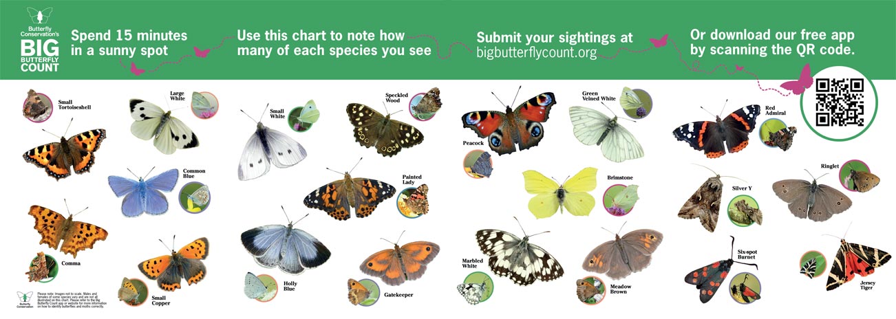 The butterfly identification sheet for England for 2024's Big Butterfly Count
