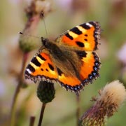 Children and families can help butterflies in other simple ways too.